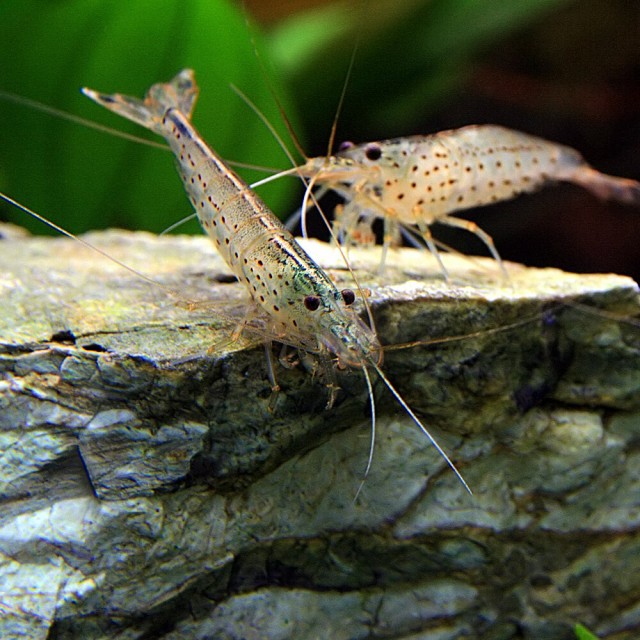 最終値下げ エビ オススメ ヤマトヌマエビ 約２ ４cm ２００匹 水槽 熱帯魚 観賞魚 飼育 生体 通販 販売 アクアリウム あくあ おしゃれ Petroleoenergia Com