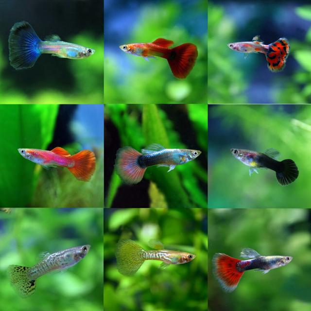 年最新海外 熱帯魚 生体 オススメ ミックスグッピー 外国産 約３cm ５０ペア 水槽 熱帯魚 観賞魚 飼育 生体 通販 販売 人気特価激安 Cerqualandi It