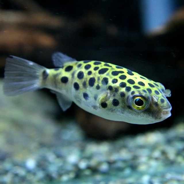 最大30 Off 熱帯魚 生体 ミドリフグ 約２ ３cm ３０匹 水槽 熱帯魚 観賞魚 飼育 生体 通販 販売 アクアリウム あくありうむ 期間限定送料無料 Www Iacymperu Org