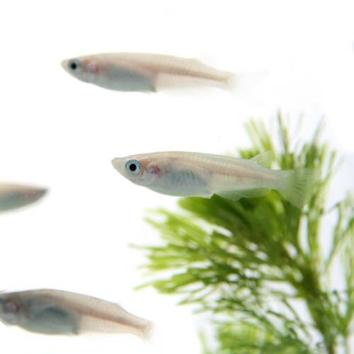 日淡 白メダカ 約２ ３cm １０匹 水槽 熱帯魚 観賞魚 飼育 生体 通販 販売 アクアリウム あくありうむ の通販はau Pay マーケット 熱帯魚通販のネオス 商品ロットナンバー