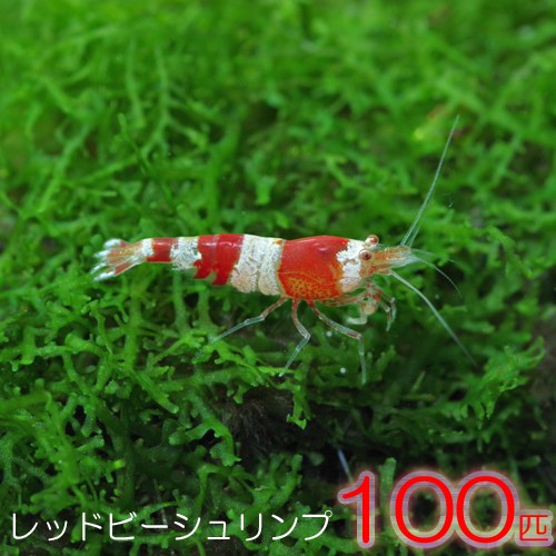 工房直送価格 エビ レッドビーシュリンプ 約１cm １００匹 水槽 熱帯魚 観賞魚 飼育 生体 通販 販売 アクアリウム あくありうむ 爆安セール Theblindtigerslidell Com