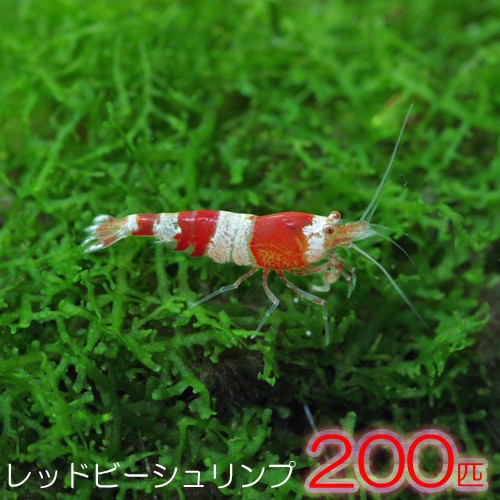 エビ レッドビーシュリンプ 約１cm ２００匹 水槽 熱帯魚 観賞魚 飼育 生体 通販 販売 アクアリウム あくありうむ の通販はau Wowma ワウマ 熱帯魚通販のネオス 商品ロットナンバー