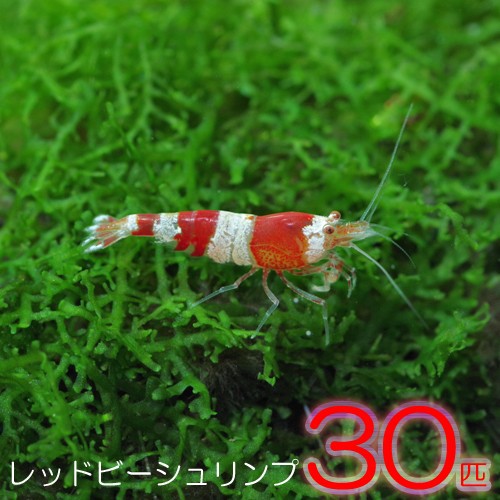 短納期対応 エビ レッドビーシュリンプ 約１cm ３０匹 水槽 熱帯魚 観賞魚 飼育 生体