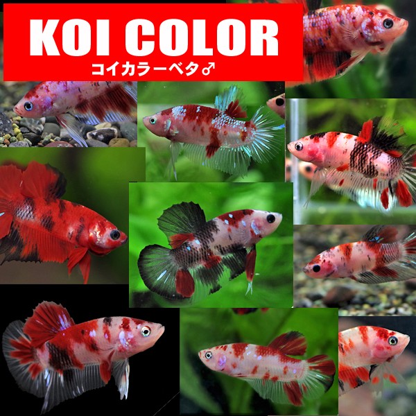 熱帯魚 生体 色おまかせコイカラーベタ １匹 水槽 熱帯魚 観賞魚 飼育 生体 通販 販売 アクアリウム あくありうむの通販はau Wowma ワウマ 熱帯魚通販のネオス 商品ロットナンバー