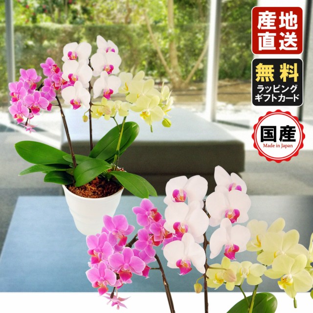 新発売の ミニ胡蝶蘭 ギフト 3本立 3色ミックス お花 プレゼント 生花 鉢植え 開店祝い 母の日 父の日 敬老の日 おじいちゃん おばあちゃん お祝 安いそれに目立つ Carlavista Com