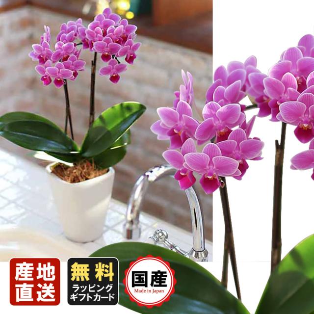 在庫処分大特価 ミニ胡蝶蘭 ギフト 3号鉢 2本立 ピンク02 お花 プレゼント 生花 鉢植え 開店祝い 母の日 父の日 敬老の日 おじいちゃん おばあちゃん 残りわずか Kobeyconsultingbah Com