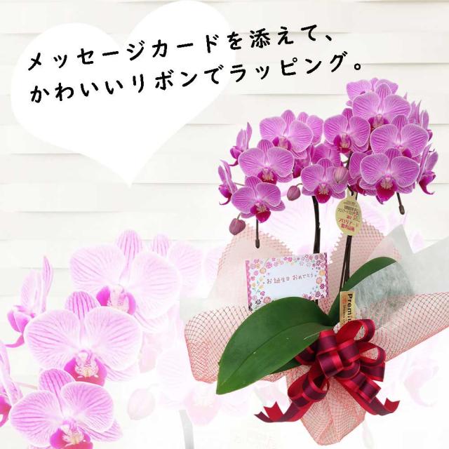 ミニ胡蝶蘭 ギフト お誕生日セット4号鉢 2本立 お花 プレゼント 生花 鉢植え 開店祝い 母の日 父の日 敬老の日 おじいちゃん おばあちの通販はau Pay マーケット 人形広場 Au Pay マーケット店 商品ロットナンバー