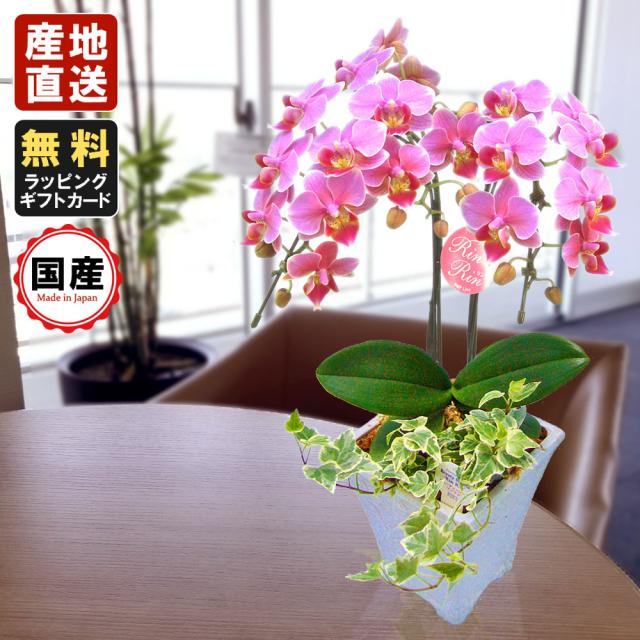 売り尽くしセール ミニ胡蝶蘭 ギフト 5号鉢 2本立 観葉寄せ ピンク お花 プレゼント 生花 鉢植え 開店祝い 母の日 父の日 敬老の日 おじいちゃん おばあ 再値下げ Www Meikyu Jp