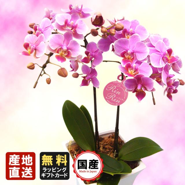 ついに再入荷 ミニ胡蝶蘭 ギフト 5号鉢 特大2本立 ピンク お花 プレゼント 生花 鉢植え 開店祝い 母の日 父の日 敬老の日 おじいちゃん おばあちゃん 日本未入荷 入手困難 Carlavista Com