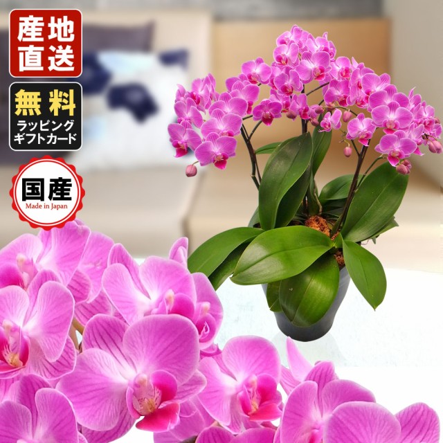 初回限定 ミニ胡蝶蘭 ギフト 6号鉢 3本立 ピンク01 お花 プレゼント 生花 鉢植え 母の日 父の日 敬老の日 おじいちゃん おばあちゃん の通販はau Pay マーケット 人形広場 Au Pay マーケット店 商品ロットナンバー 人気特価激安 Buruuj So