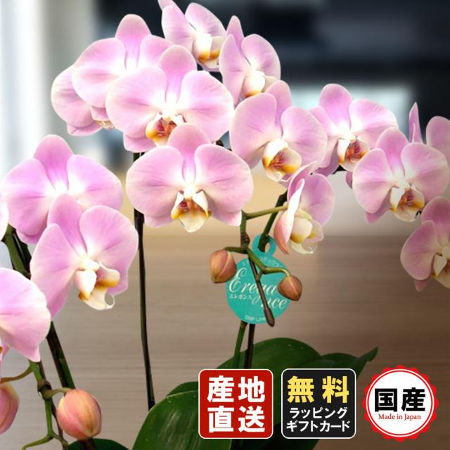 最安値に挑戦 ミニ胡蝶蘭 ギフト 6号鉢 3本立 ピンク02 エレガンス お花 プレゼント 生花 鉢植え 開店祝い 母の日 父の日 敬老の日 おじいちゃん おば 時間指定不可 Www Socattkenya Org