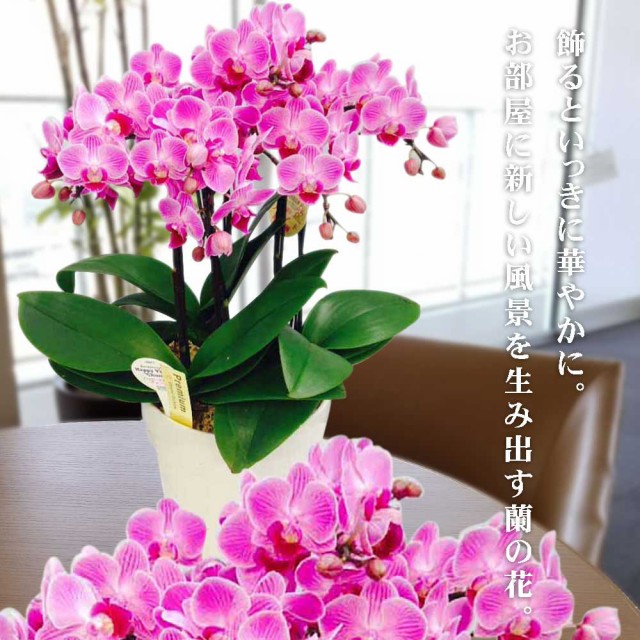 クーポン発行 ミニ胡蝶蘭 ギフト 6号鉢 5本立 ピンク01 お花 プレゼント 生花 鉢植え 開店祝い 母の日 父の日 敬老の日 おじいちゃん おばあちゃん 即納特典付き Carlavista Com