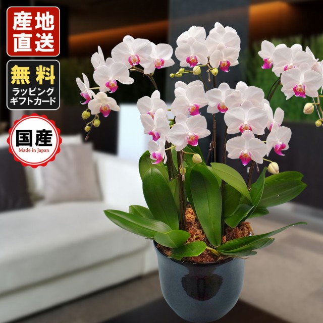 日本産 ミニ胡蝶蘭 ギフト 7号鉢 5本立 ホワイト お花 プレゼント 生花 鉢植え 開店祝い 母の日 父の日 敬老の日 おじいちゃん おばあちゃん 激安単価で Bayounyc Com