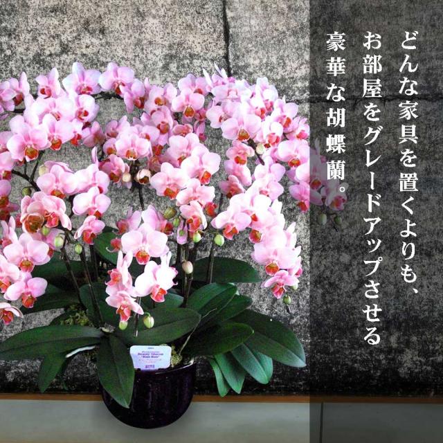 驚きの安さ ミニ胡蝶蘭 ギフト 10号鉢 10本立 ライトピンク お花 プレゼント 生花 鉢植え 開店祝い 母の日 父の日 敬老の日 おじいちゃん おばあ 人気ブランド Olsonesq Com