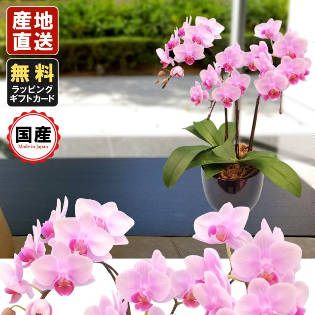 国内最安値 ミニ胡蝶蘭 ギフト 4 5号鉢 3本立 ピンク お花 プレゼント 生花 鉢植え 開店祝い 母の日 父の日 敬老の日 おじいちゃん おばあちゃん 100 安心保証 Regards Sur L Innovation Fr
