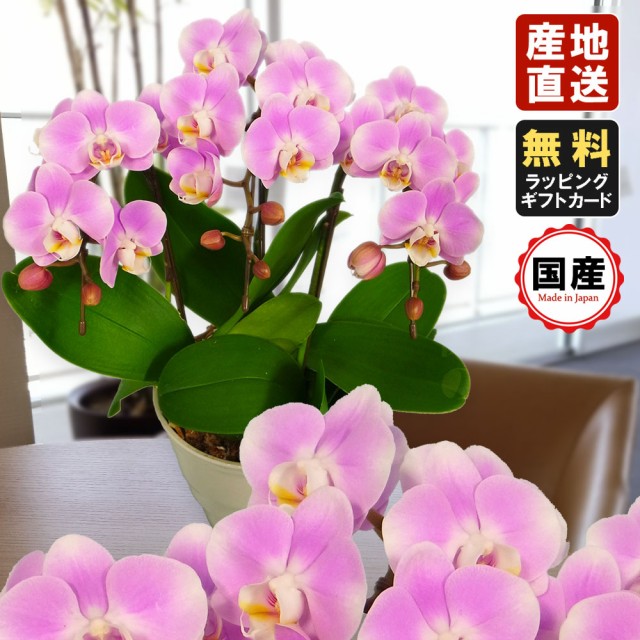 驚きの値段 ミニ胡蝶蘭 ギフト 5 5号鉢 3本立 ピンク お花 プレゼント 生花 鉢植え 開店祝い 母の日 父の日 敬老の日 おじいちゃん おばあちゃん 安い Www Featdesign Com Br