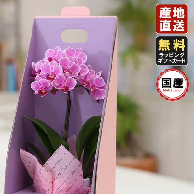 最適な価格 ミニ胡蝶蘭 ギフト テーブルbox入り 3号鉢 1本立 ピンク お花 プレゼント 生花 鉢植え 開店祝い 母の日 父の日 敬老の日 おじいちゃん ふるさと納税 Arnabmobility Com