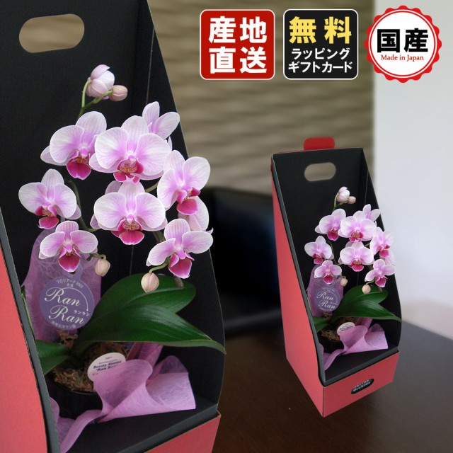 無料長期保証 ミニ胡蝶蘭 ギフト 2wayテーブルボックス入り 1本立 ピンク お花 プレゼント 生花 鉢植え 開店祝い 母の日 父の日 敬老の日 おじいちゃ 還元祭 Arnabmobility Com