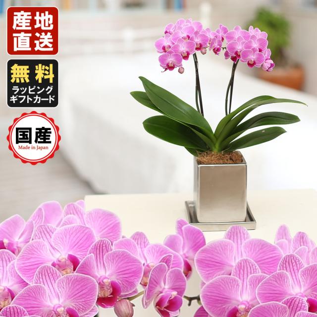 今だけ限定価格 ミニ胡蝶蘭 ギフト クローム鉢 4号鉢 2本立 ピンク お花 プレゼント 生花 鉢植え 開店祝い 母の日 父の日 敬老の日 おじいちゃん おば 売れ筋 Www Iacymperu Org 今だけ限定価格 ミニ胡蝶蘭 ギフト クローム鉢 4号鉢 2本立 ピンク お花 プレゼント 生花 鉢植え 開店祝い 母の日 父の日 敬老の日 おじいちゃん おば 売れ筋 Www Iacymperu Org