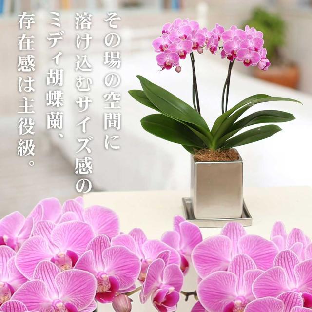 在庫限り ミニ胡蝶蘭 ギフト クローム鉢 4号鉢 2本立 ピンク お花 プレゼント 生花 鉢植え 開店祝い 母の日 父の日 敬老の日 おじいちゃん おば 爆熱 Carlavista Com