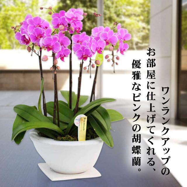海外 正規品 ミニ胡蝶蘭 ギフト 平鉢 8号鉢 5本立 ピンク ホワイト お花 プレゼント 生花 鉢植え 開店祝い 母の日 父の日 敬老の日 おじいちゃん おの通販はau Pay マーケット 人形広場 Au Pay マーケット店 商品ロットナンバー 新作アイテム入荷中