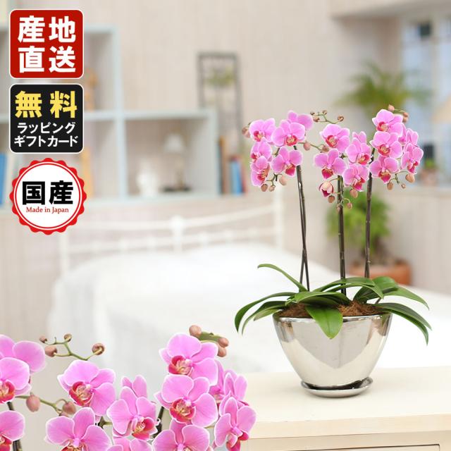 100 安心保証 ミニ胡蝶蘭 ギフト シルバー舟形鉢 5 5号鉢 3本立 ピンク お花 プレゼント 生花 鉢植え 開店祝い 母の日 父の日 敬老の日 おじいちゃん 枚数限定 Paradisiahotel Bj