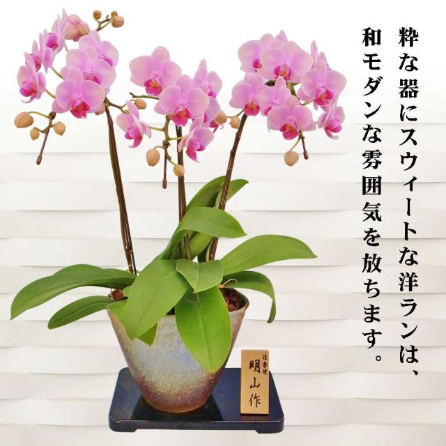 新発売の ミニ胡蝶蘭 ギフト 信楽焼 5 5号鉢 3本立 ライトピンク お花 プレゼント 生花 鉢植え 開店祝い 母の日 父の日 敬老の日 おじいちゃん 日本全国送料無料 Www Endocenter Com Ua