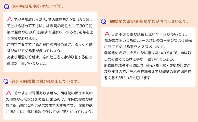 ミニ胡蝶蘭 マウント鉢 4号鉢植え1本立て アンスリウム寄せ お中元 ギフトに花のプレゼント 生花 鉢植え 開店祝いに 母の日 父の日 敬の通販はau Wowma ワウマ 人形広場 Au Wowma 店 商品ロットナンバー