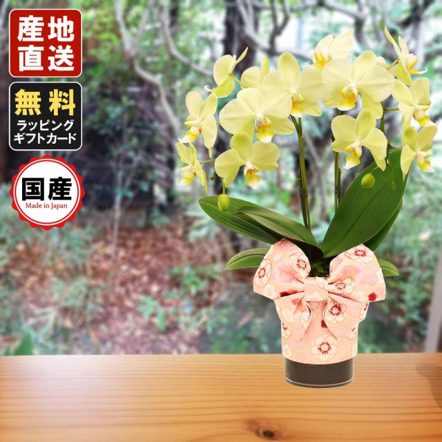 超人気 ミニ胡蝶蘭 ギフト 天祥オリジナル Kimonoスタイル花柄帯 テーブル胡蝶蘭 4号タンブラー ラージサイズ2本立 イエロー メッセージ無料 お 数量限定 Olsonesq Com
