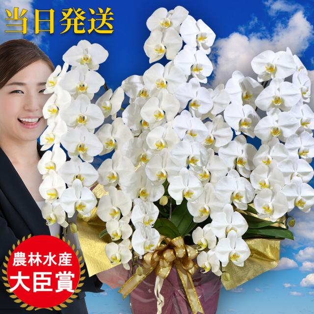 生花 切り花 大輪 胡蝶蘭 5本立ち65輪 会社設立 オープン 内祝い スタンド 大輪 お悔や花 お供え 葬儀 葬式 仏事 法事 １回忌 献花 おしゃれ