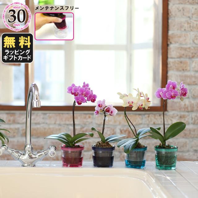 送料無料 ミニ胡蝶蘭 マイクロ胡蝶蘭2 5号鉢植え アクアポット 1本立て ピンク ライトピンク イエロー お中元 ギフトに花のプレゼント 生花 鉢植 受注発注 Speufpel Com