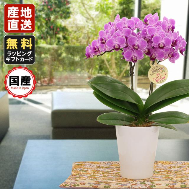 のオシャレな ミニ胡蝶蘭 ギフト 天祥オリジナル 京都西陣金襴織物仕立て花器敷物 ミディー胡蝶蘭 4号鉢 ラージサイズ2本立 ピンク ラッピング メ 最適な価格 Regards Sur L Innovation Fr