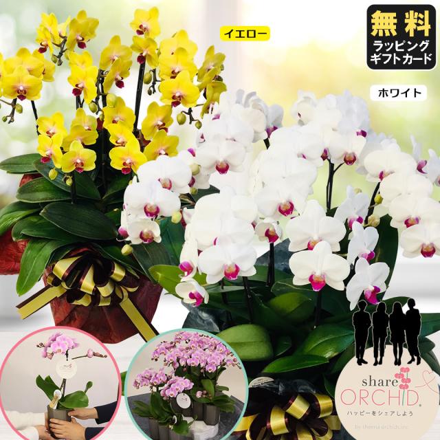 公式 ミニ胡蝶蘭 ミディ胡蝶蘭 ミニ 胡蝶蘭 ミディ 胡蝶蘭 マイクロ 小さい ギフト お花 シェアオーキッド 8号7f 7人分 ラッピングあり 鉢 母 全日本送料無料