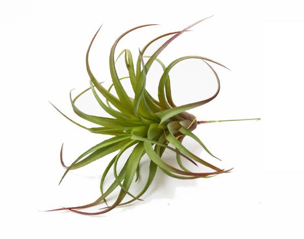 観葉植物 フェイクグリーン エアプランツ チランジア ピック ライム インテリア 造花 ガーデン 雑貨 Diyの通販はau Pay マーケット アートショップ フォームス Au Wowma 店 商品ロットナンバー