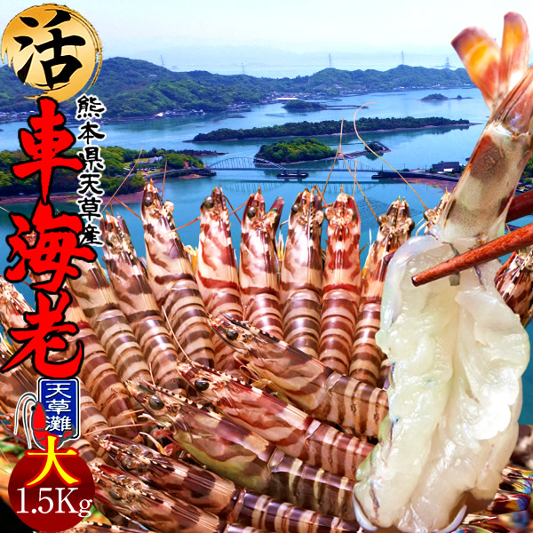 最適な価格 11 以降出荷分 予約販売 車海老 活 特大2l 天草 車えび 1 5kg 熊本県産 獲れたて 生き活き 養殖場直送 送料無料 残りわずか 在庫限り超価格 Capadei Org Py