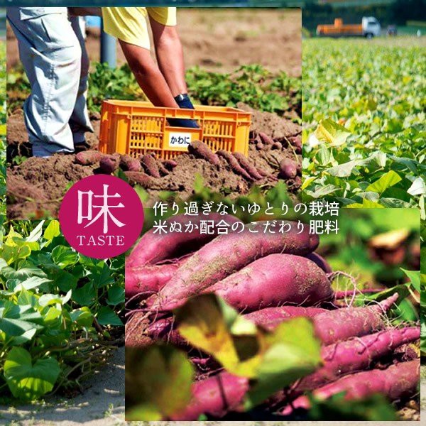 通販即納 さつまいも 加賀野菜 さつま芋 農家屋直送の通販はau PAY マーケット - 食紀行|商品ロットナンバー:399292885 焼き芋 五郎島金時 4kg 業務用 ペースト(3mm)×5袋 石川県産 高評価在庫