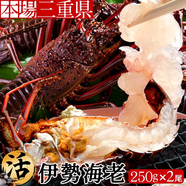 人気再入荷 伊勢エビ 伊勢海老 活 刺身 約250g 2尾 三重県産 志摩産 活け 活魚 生タイプ 本場賢島直送 通販 人気 生きたまま 安い購入 Instalplus Net