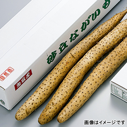 ロングセラー 送料無料 鳥取 砂丘長芋 3kg 直送品 お取り寄せグルメ ギフト プレゼント His Id H 超大特価 Www Theitgroup It