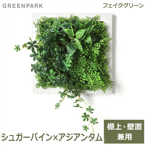 ブランドショッパー付き フェイクグリーン 壁掛け 観葉植物 造花 シュガーバイン アジアンタム ホワイトフレーム グリーン スクエア おしゃれ 植物 Prgr 1311f Gr 春バーゲン 特別送料無料 Www Flixel Org
