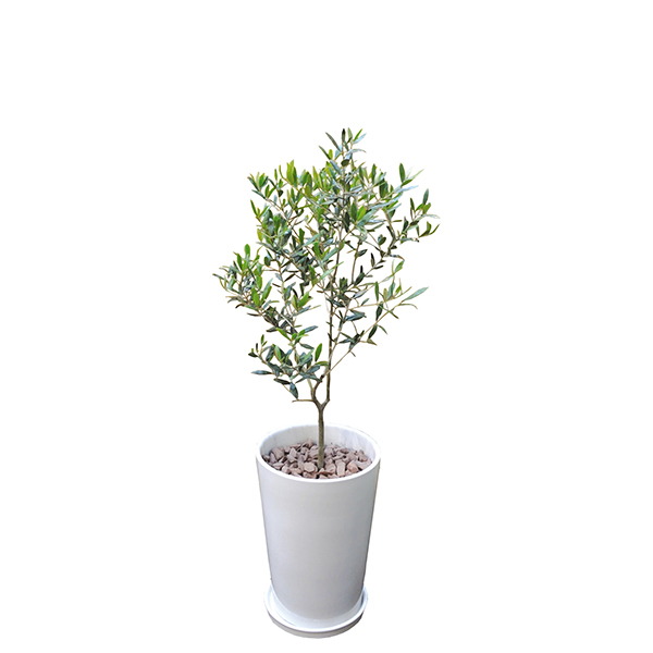美しい 観葉植物 オリーブ 80cm 陶器l 大型 Interplantsnetインタープランツネット インテリアプランツ 開業祝い 新築祝い ギフト 春 新生活 今月限定 特別大特価 Cerqualandi It