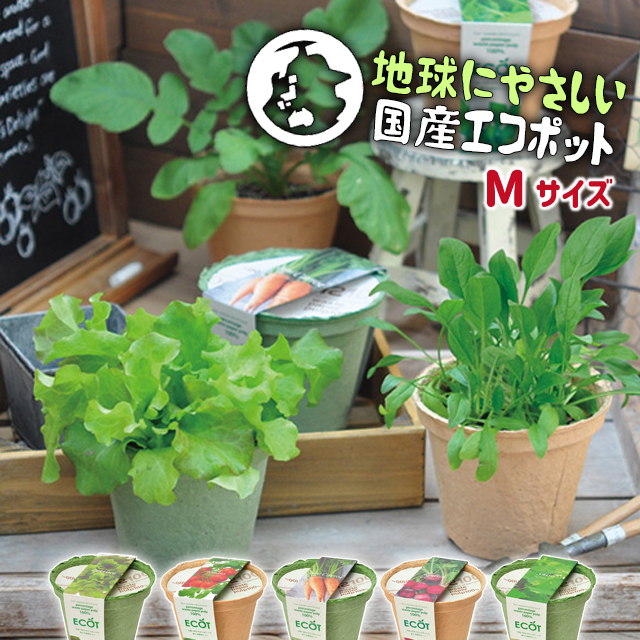 関連商品：聖新陶芸 家庭菜園簡単栽培キットレタス M 14cmの商品画像