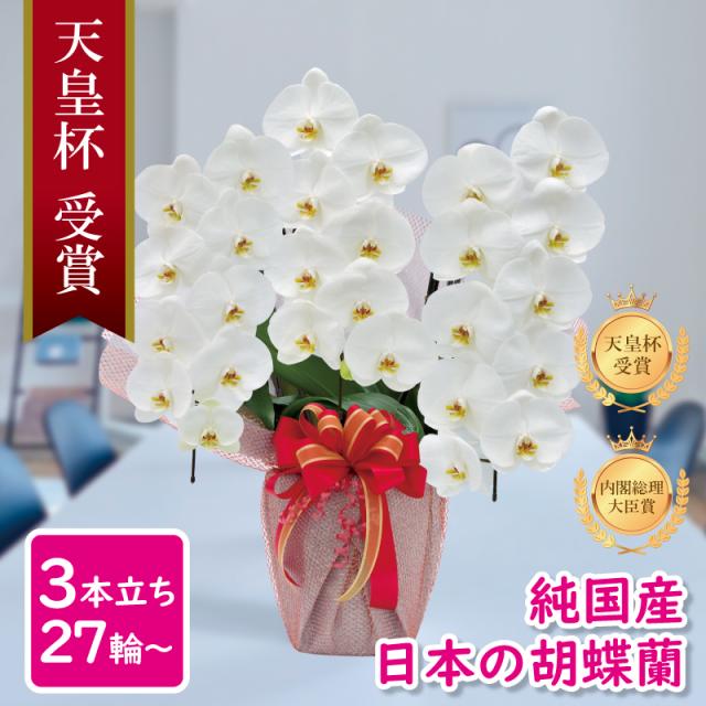 限定製作 胡蝶蘭 純国産 白 産地直送 大輪3本立ち 27輪 花持ち長い お祝い 就任祝い メッセージ動画贈る 花 ギフト 贈り物 新品本物 Paradisiahotel Bj