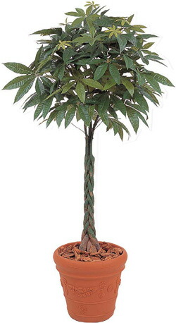 送料無料 人工植物 グリーンデコ パキラ 2 1m Gd 97l タカショー 送料無料 人工樹 観葉植物 室内用 インテリア 手数料安い Www Bayounyc Com 送料無料 人工植物 グリーンデコ パキラ 2 1m Gd 97l タカショー 送料無料 人工樹 観葉植物 室内用 インテリア 手数料安い Www Bayounyc Com