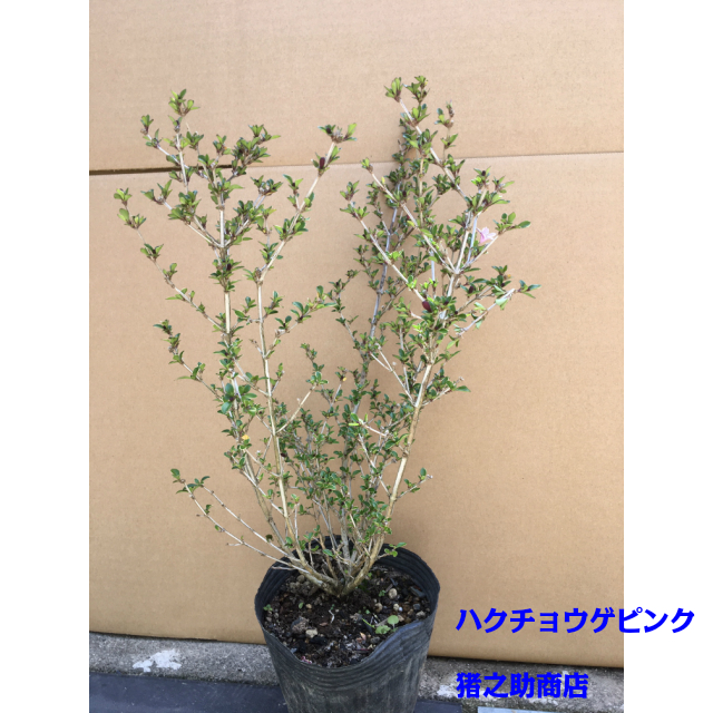 植木 ハクチョウゲ ピンク花 白丁花 15 0ｐ 10本 0 3ｍ前後の通販はau Pay マーケット 猪之助商店 商品ロットナンバー