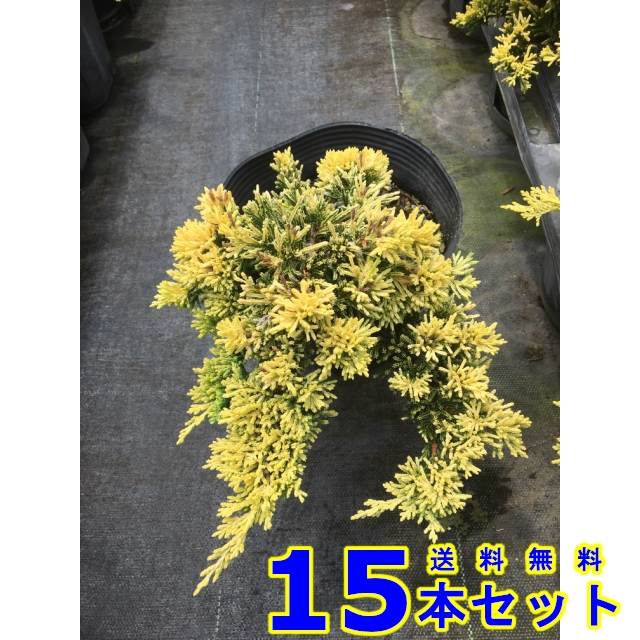 グランドカバー コニファー ゴールデンカーペット 常緑樹 低木 15 0ｐ 15本 の通販はau Pay マーケット 猪之助商店 商品ロットナンバー