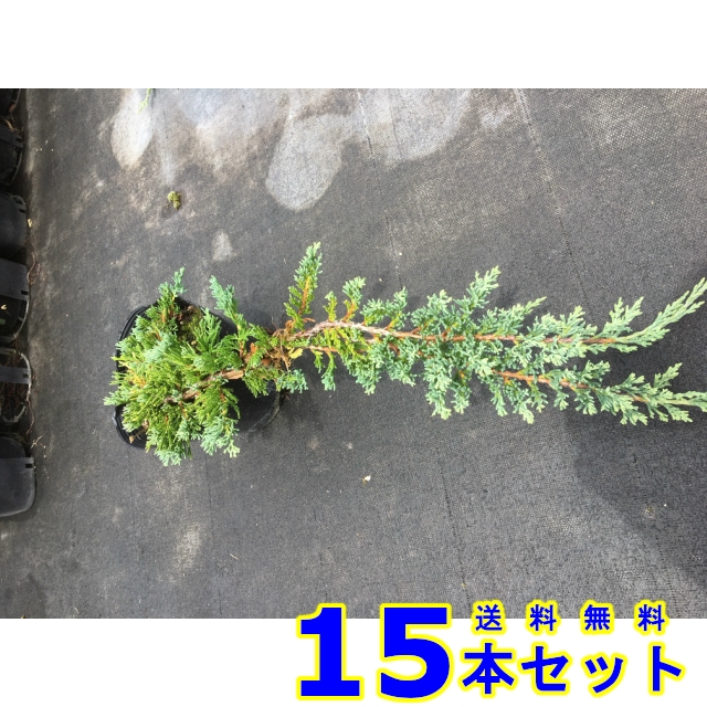 グランドカバー コニファー ウィルトニー 常緑樹 低木 15 0ｐ 15本 の通販はau Pay マーケット 猪之助商店 商品ロットナンバー