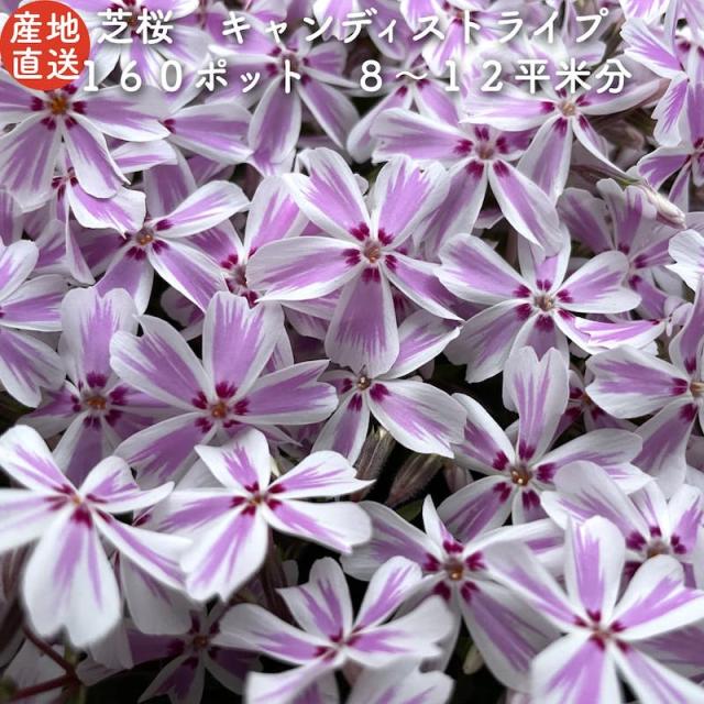 ふるさと納税 芝桜 白地にピンク縞 キャンディストライプ 多摩の流れ ９cmポット １６０株 シバザクラ グランドカバー 送料無料 内祝い Www Bnooon Com