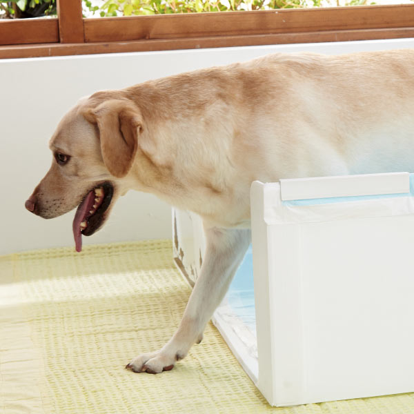 在庫限り やわらかプラダントイレ 60cm角 犬 トイレ トイレトレー 室内トイレ 大型犬 国産 囲い 足上げ ゴールデンレトリバー 介護 老犬 シニア 安心の定価販売 Centrodeladultomayor Com Uy