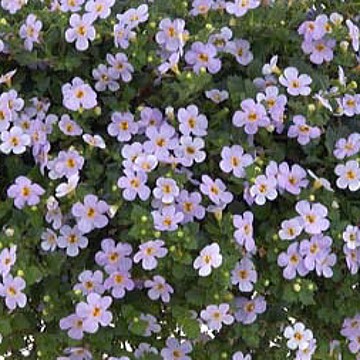 大輪バコパ スコーピア ブルーセンセーション 苗 9センチポット