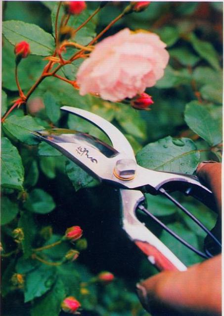 ハサミ 外山刃物 花つくり 剪定はさみ Ht 1 花 ガーデン Diy ガーデニング 用具 工具 はさみ ハサミ 外山刃物 花つくり 剪定はさみ Ht 1 花 ガーデン Diy ガーデニング 用具 工具 はさみ